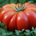 Plant de tomate Buffalo Steak type Beef