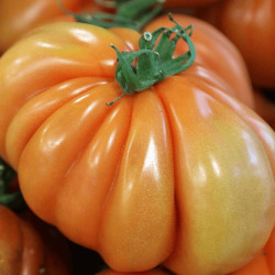 Plant de tomate Buffalosun type Beef