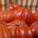 Plant de tomate Coeur de Boeuf