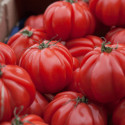 Plant de tomate Costoluto Genovese type Marmande