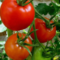 Plant de tomate Fleurette type Coeur de Boeuf