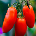 Plant de tomate Cornabel type Andine Cornus