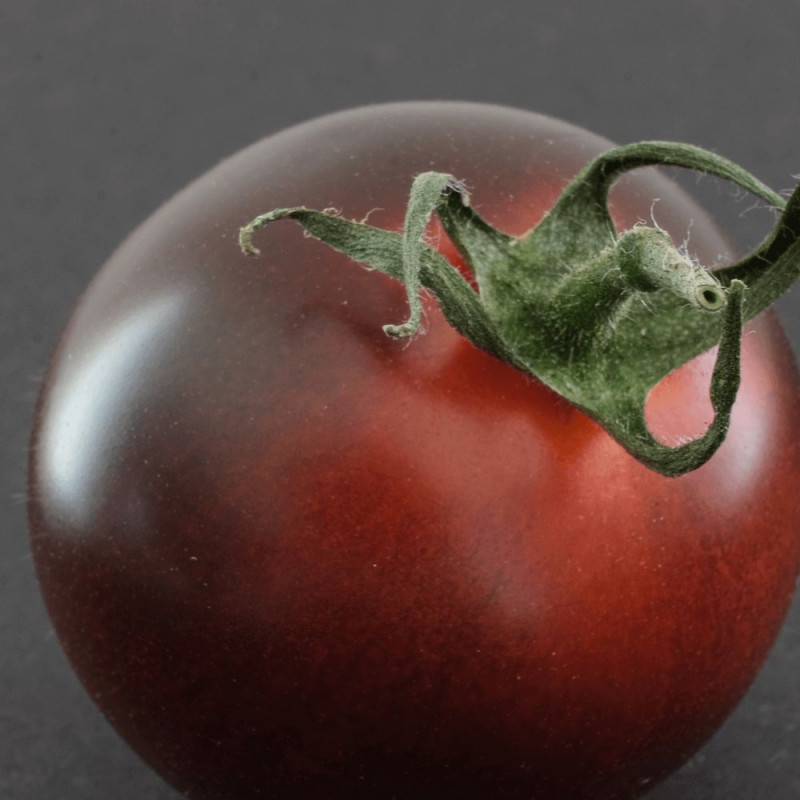Plant de tomate Kakao