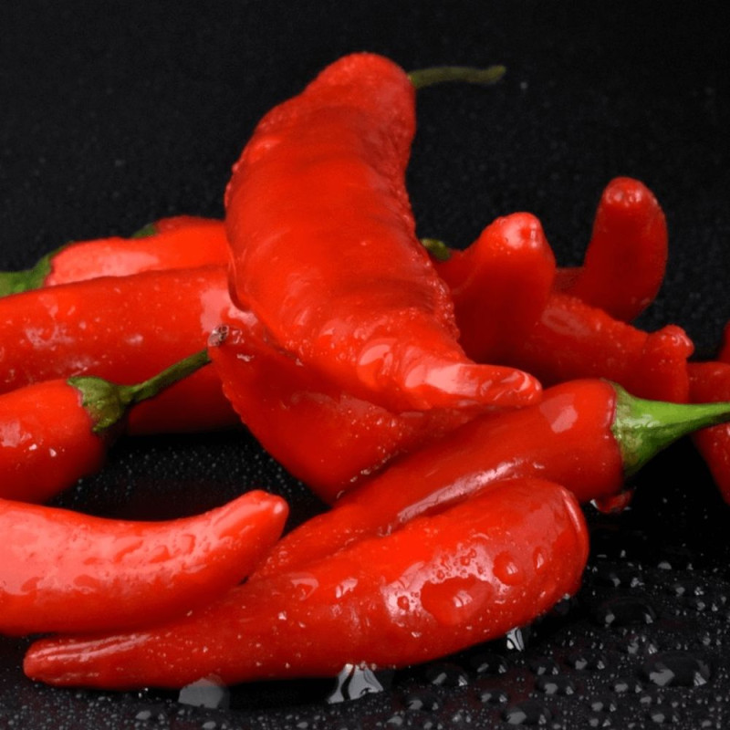Plant de piment Gorria
