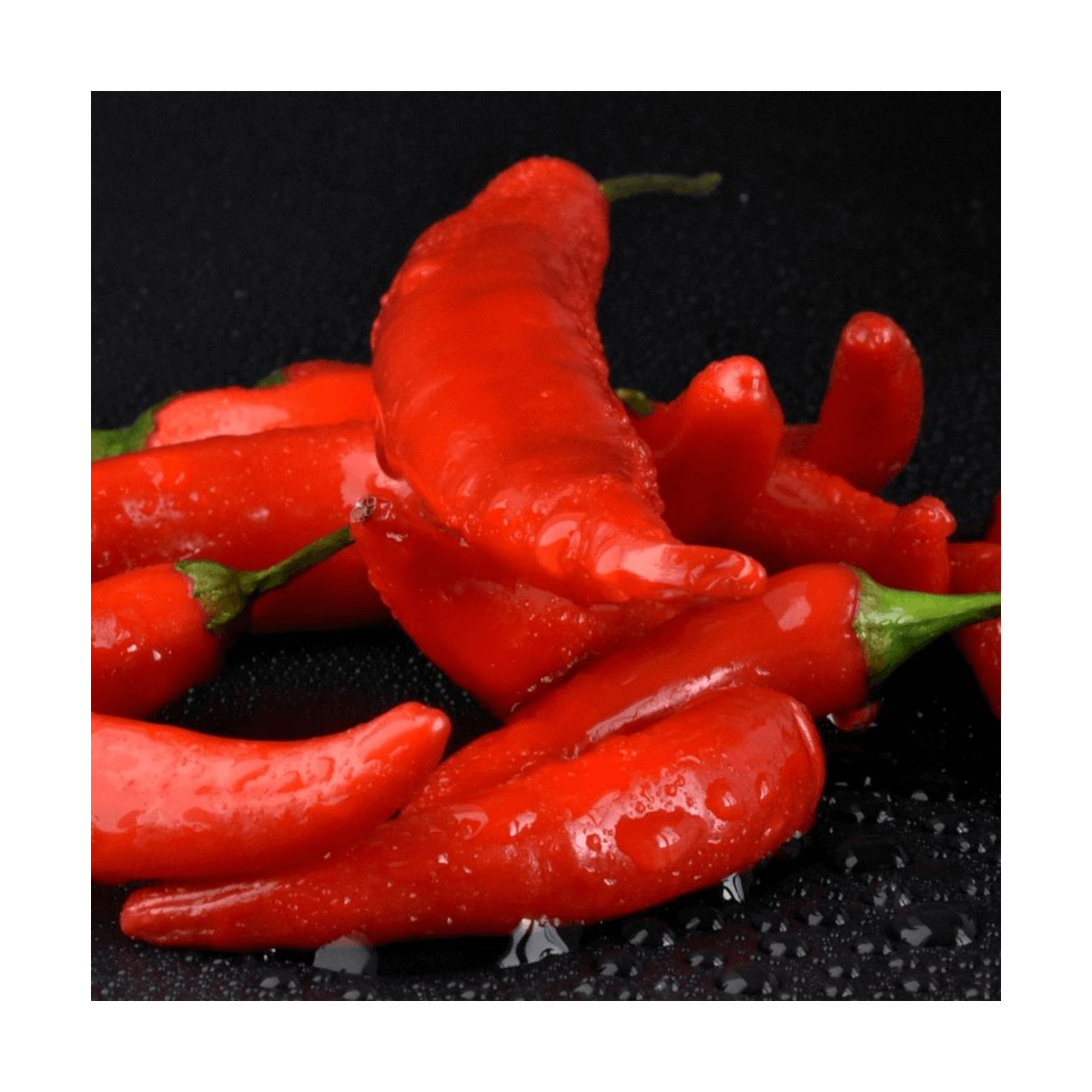 Plant de piment Gorria Plant de piment Gorria