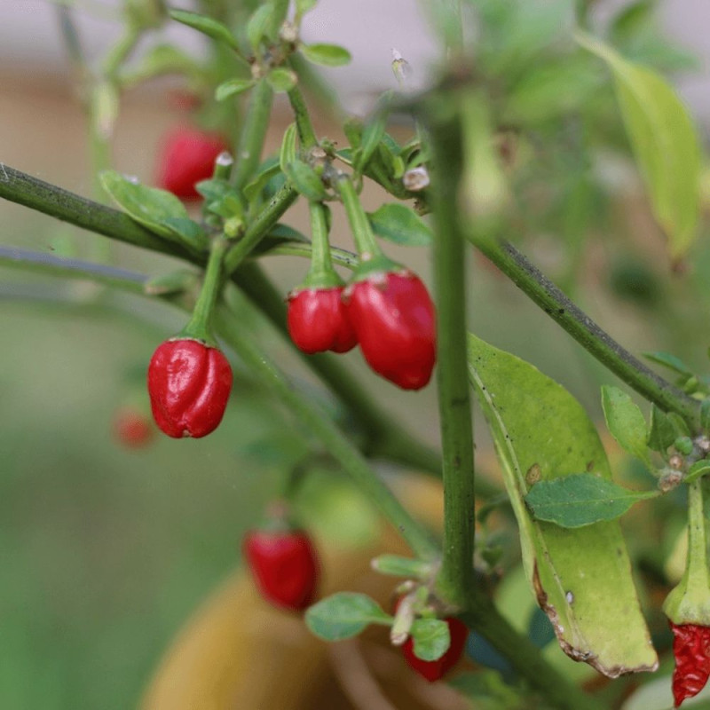 Plant de piment Goutte d'eau Button Red