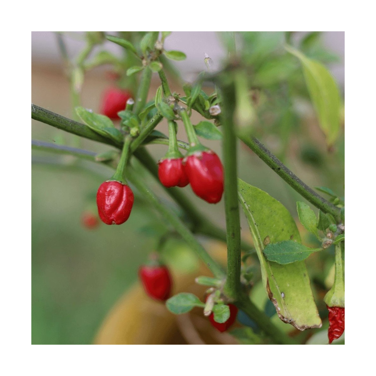 P@iement Fruits Rouges Plant de piment Goutte d'eau Button Red - Capsicum