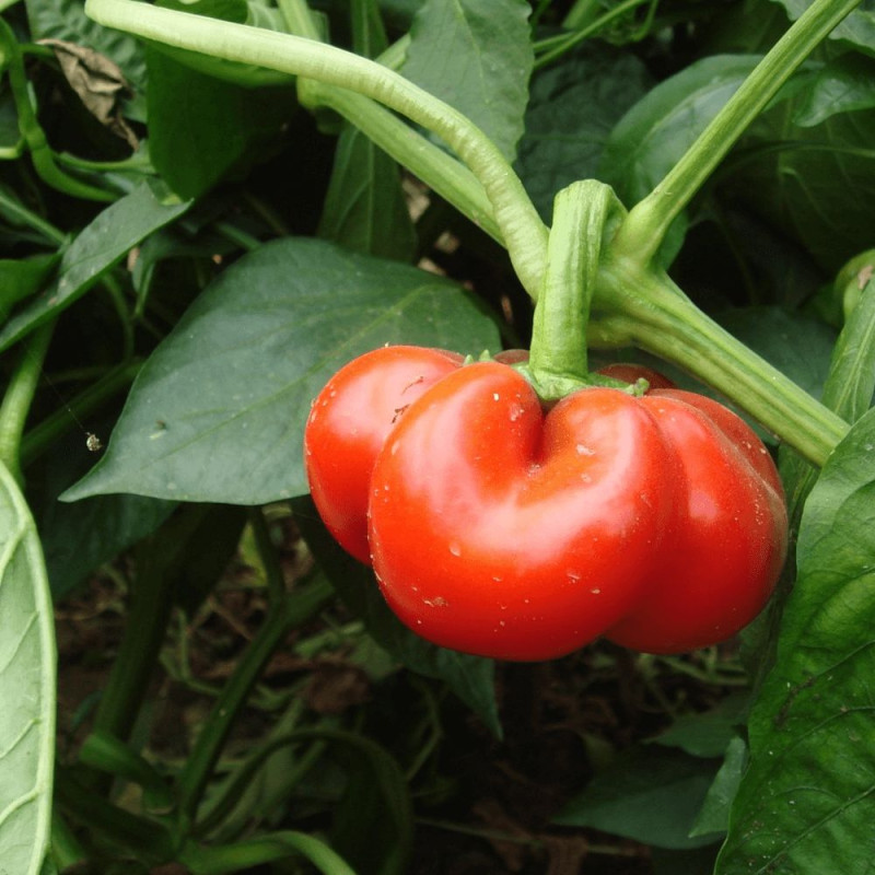 Plant de poivron Tomate Bihar