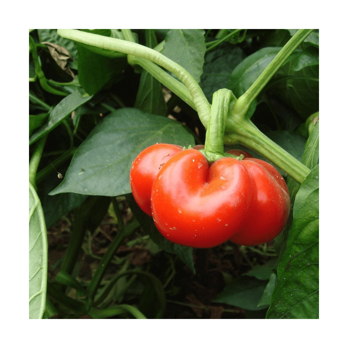 Plant de poivron Tomate Bihar Plant de poivron Tomate Bihar