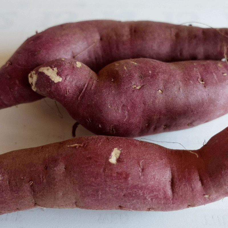 Plant de patate douce Evangilne