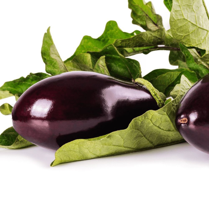 Plant d'aubergine Bonica