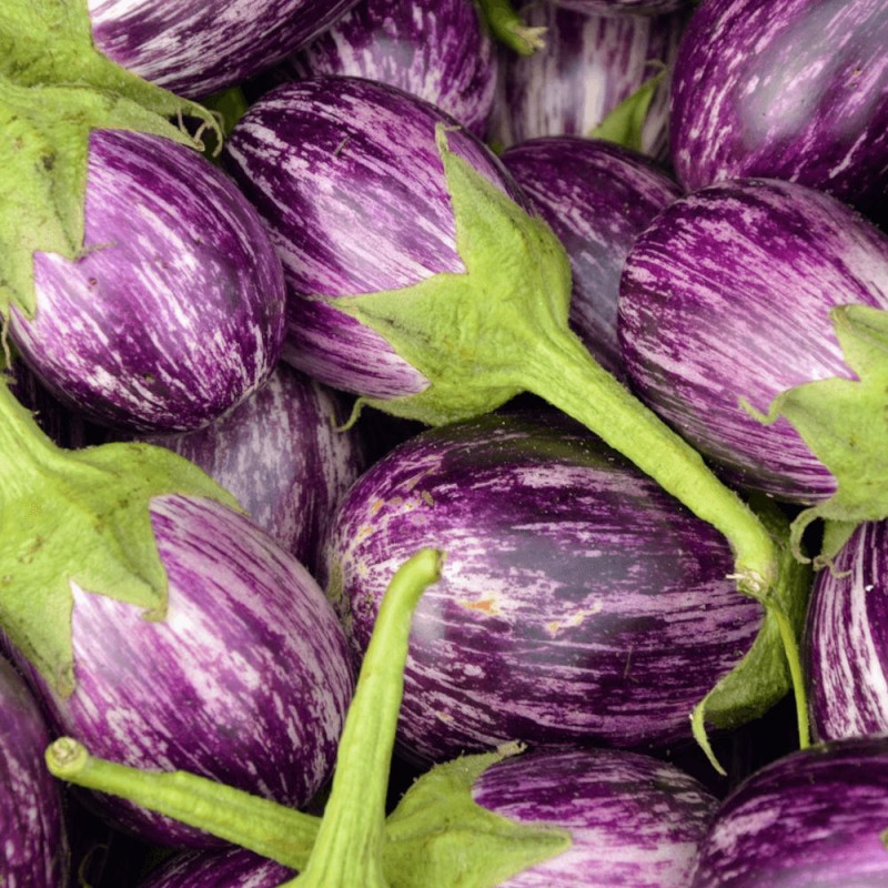 Plant d'aubergine Rania