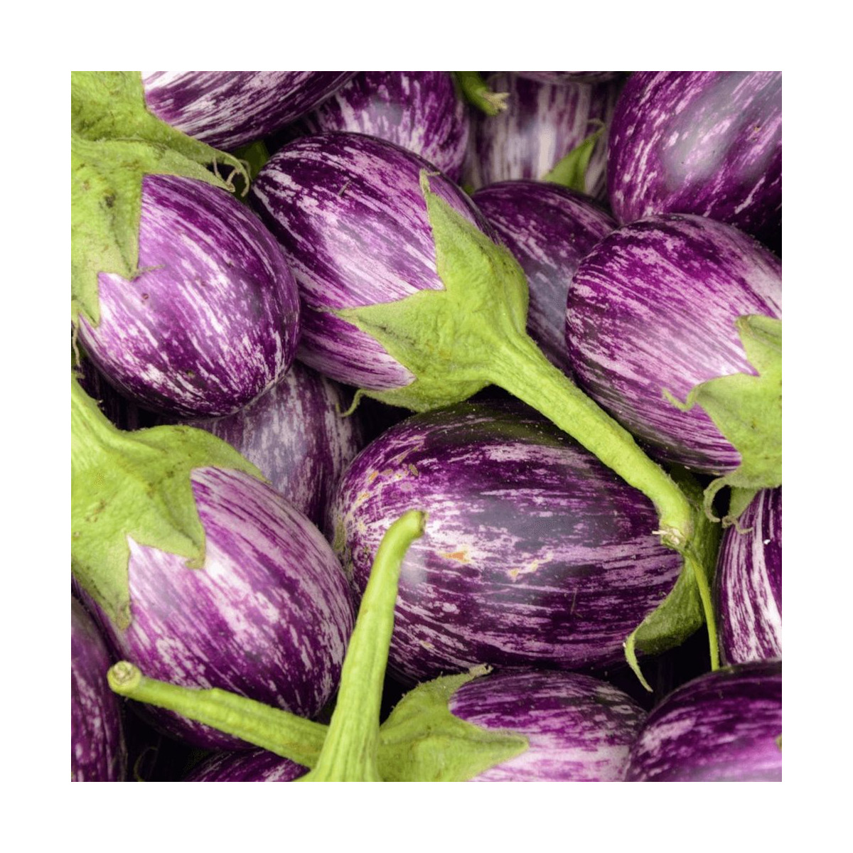 Plant d'aubergine Rania