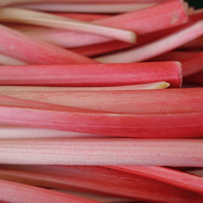 Plants de Rhubarbe des jardins Poncho
