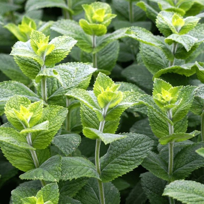 Menthe Mojito - Prêt à consommer