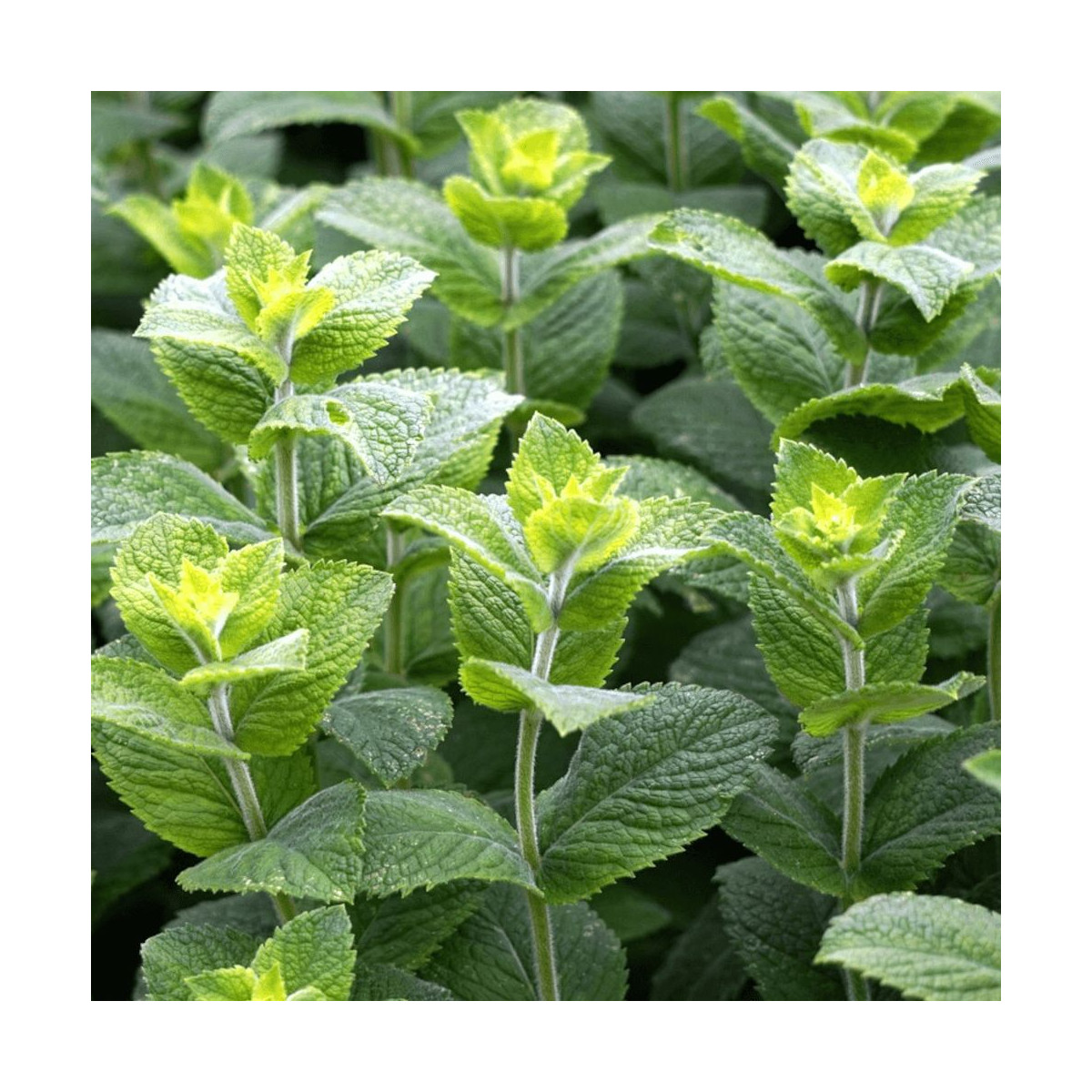 Menthe Mojito - Prêt à consommer