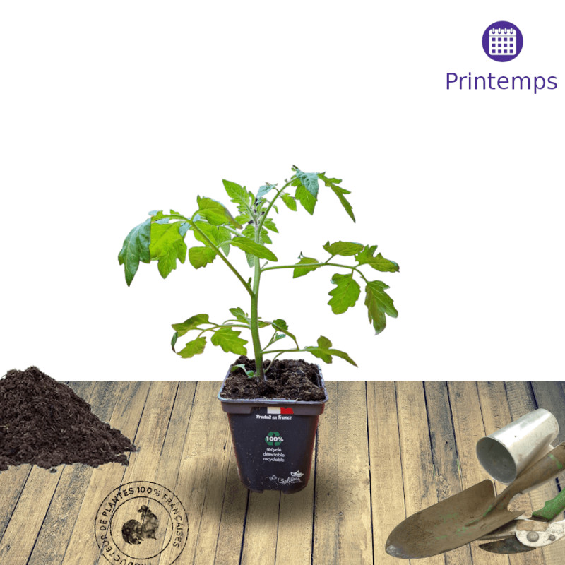 Plant de tomate Kakao