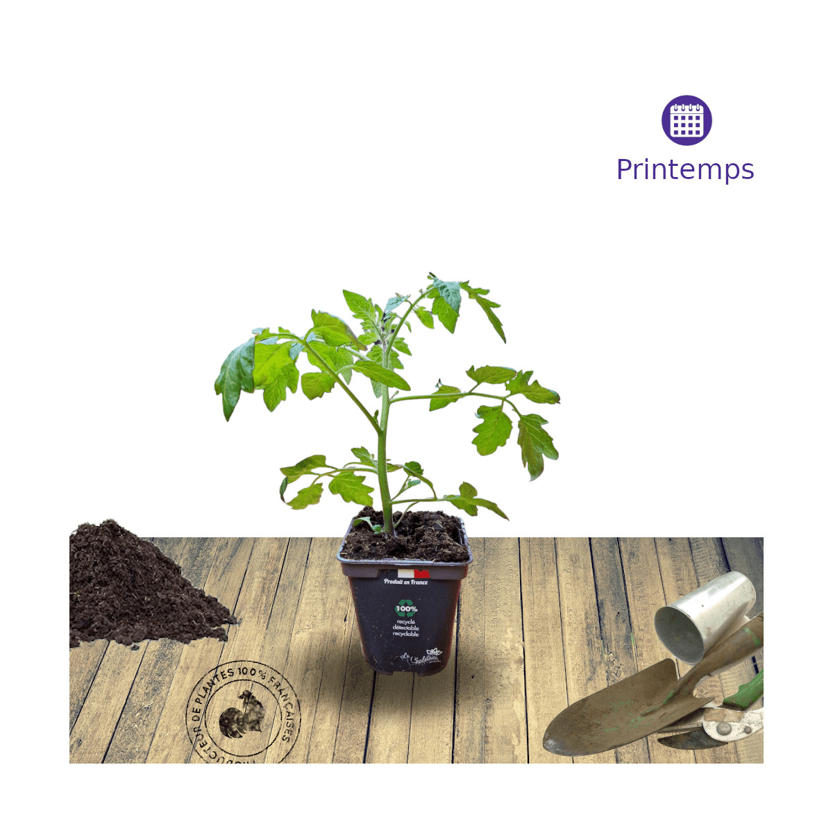Plant de tomate Kakao