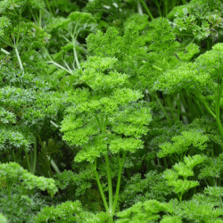 Persil plat - Prêt à consommer