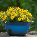 Bidens