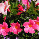 Dipladenia
