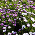 Osteospermum