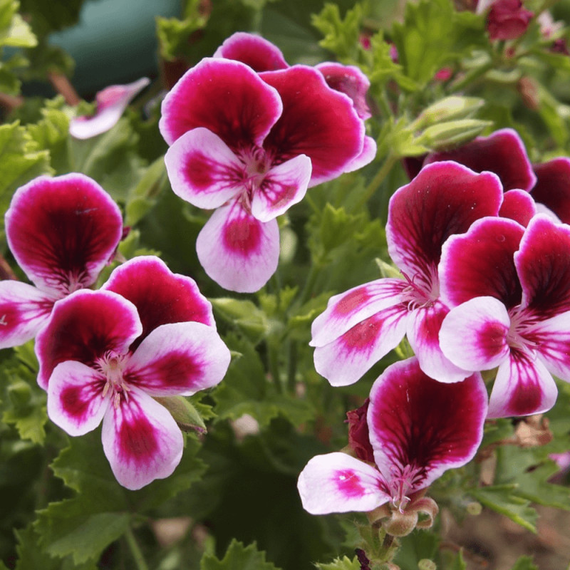 Pelargonium Angeleyes
