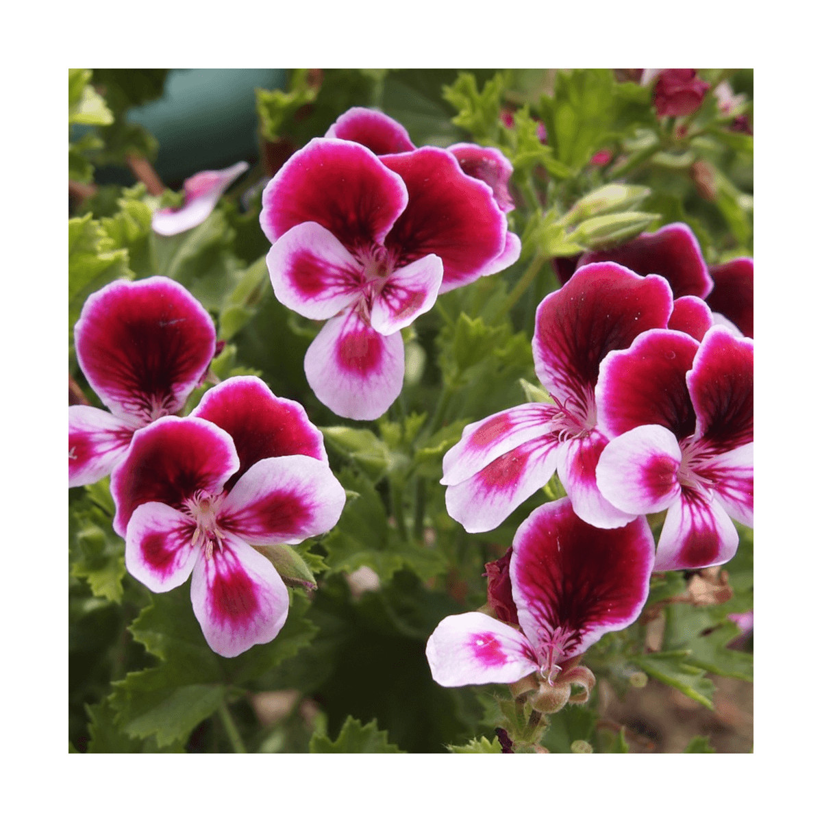 Pelargonium Angeleyes