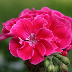 Geranium Calliope