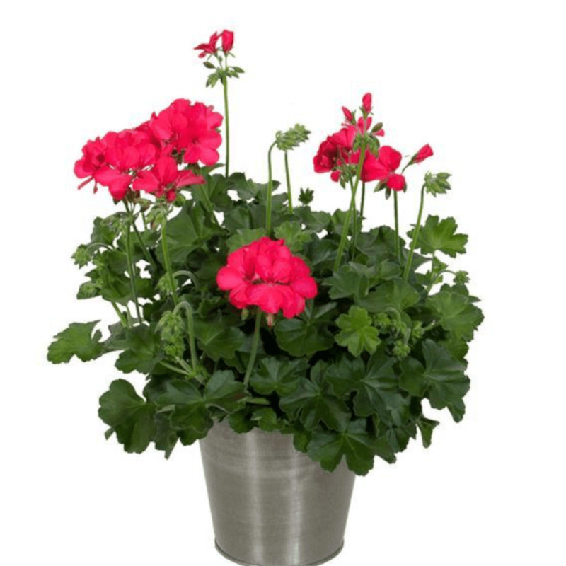 Geranium lierre marcada varié