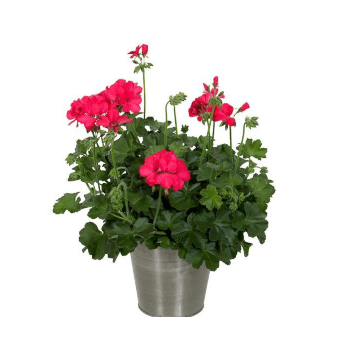 Geranium marcada varié