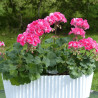 Geranium zonale varié