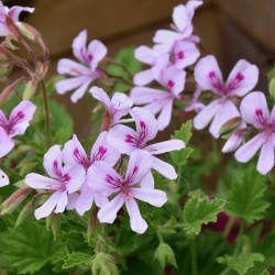 Geranium odorant Agrumes