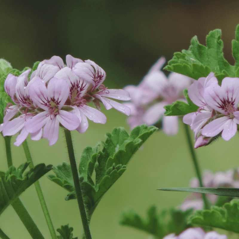 Geranium odorant Cola