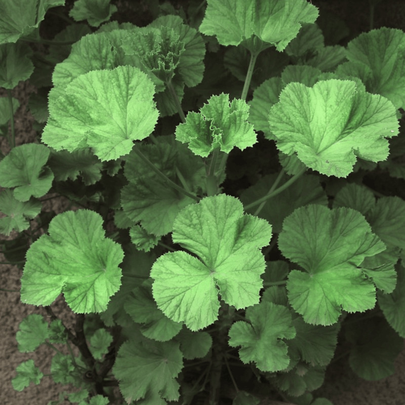 Geranium odorant Eucalyptus