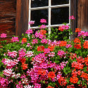 Geranium lierre simple varié