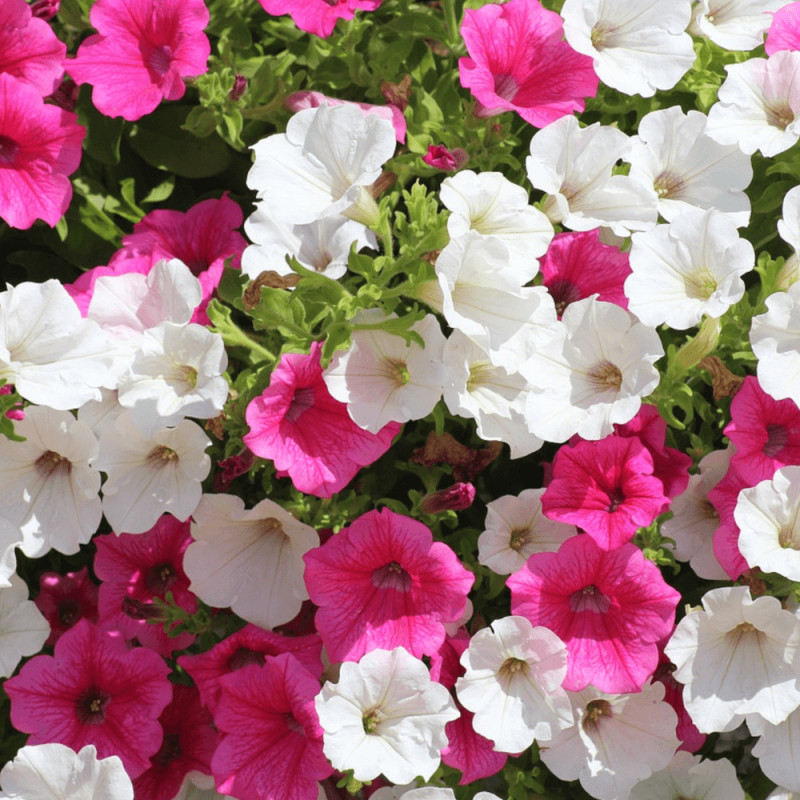 Pétunia à grandes fleurs variés