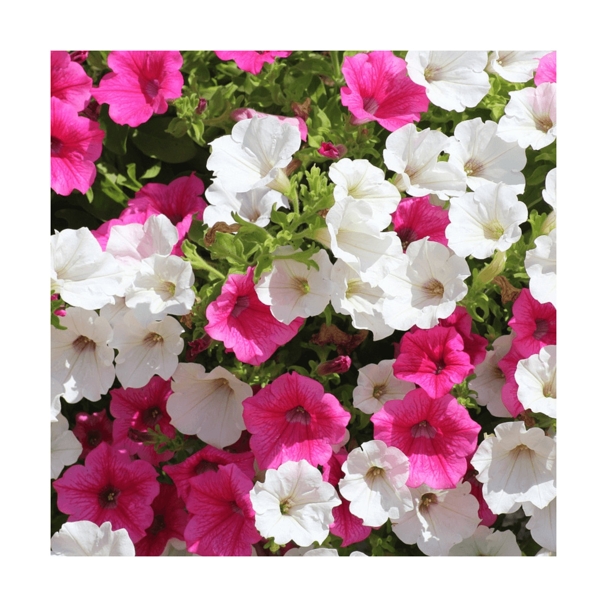 Pétunia à grandes fleurs variés Pétunia à grandes fleurs variés