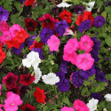 Pétunia retombant variés