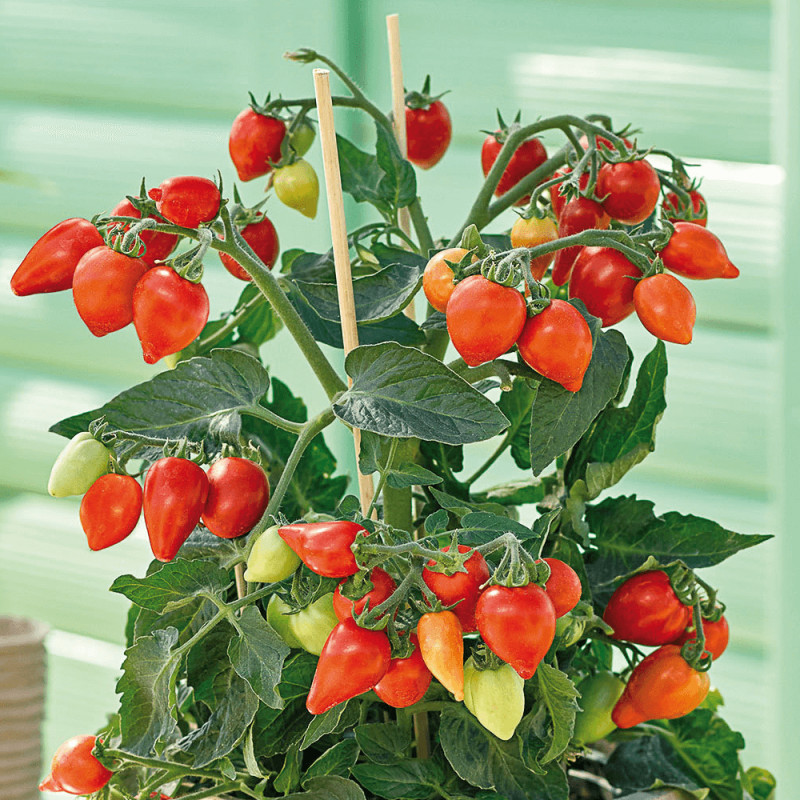 Plant de tomate Plumbrella Rouge type Cerise