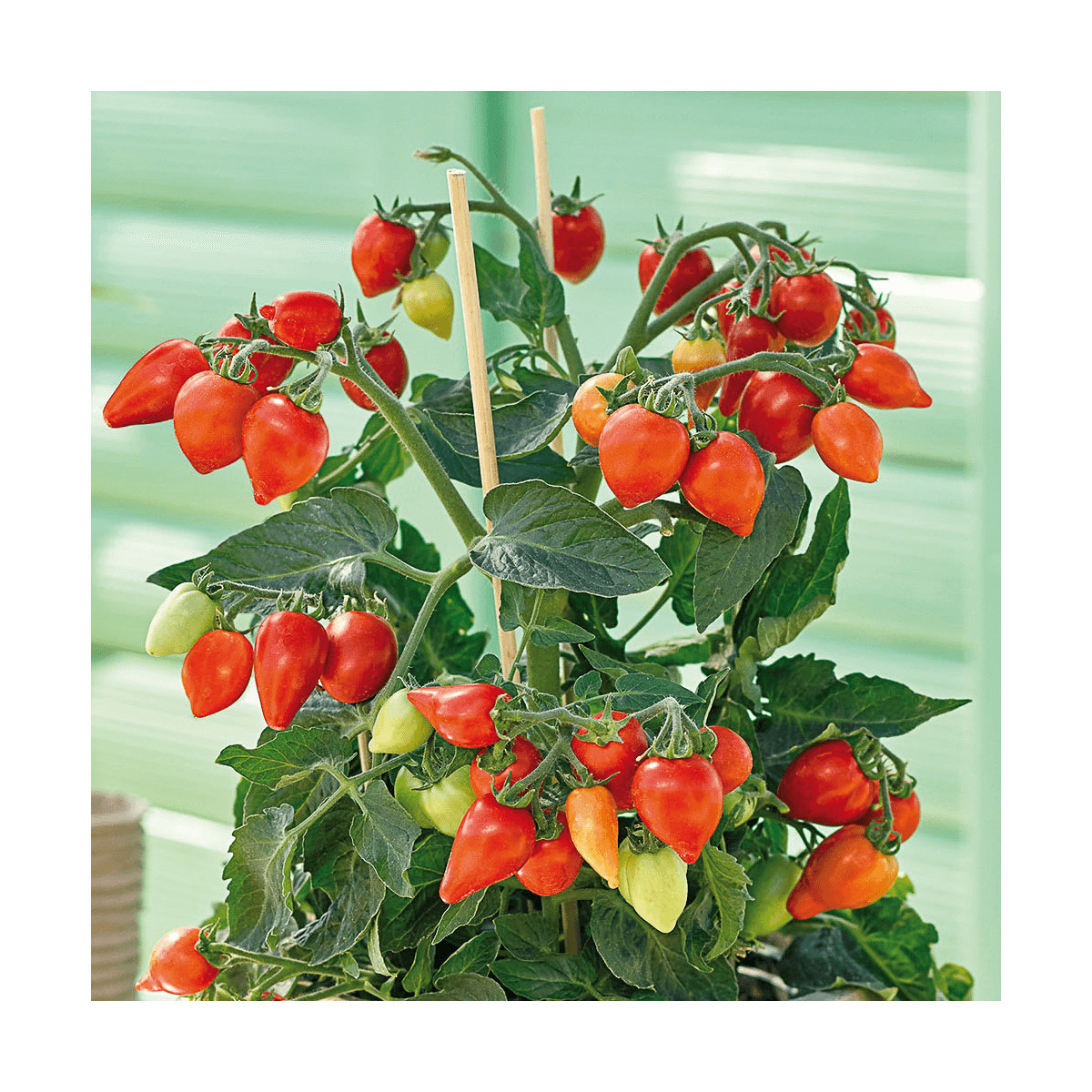 Plant de tomate Plumbrella Rouge type Cerise Plant de tomate Plumbrella Rouge type Cerise