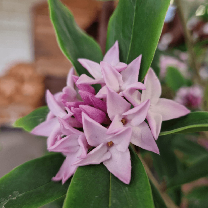 Daphne Perfume Princess® 'DapJur01', Daphné parfumé