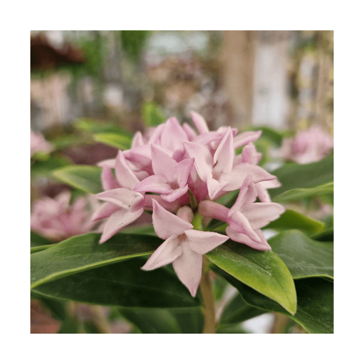 Daphne Perfume Princess® 'DapJur01', Daphné parfumé