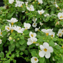 Bacopa annuel