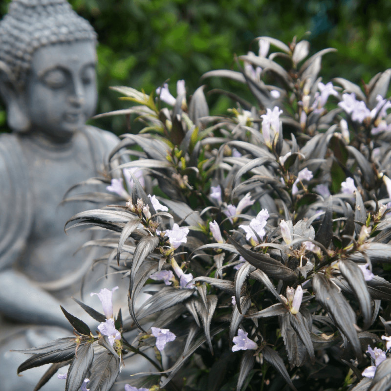 Strobilanthes Brunetthy® - SILENCE, ça pousse !