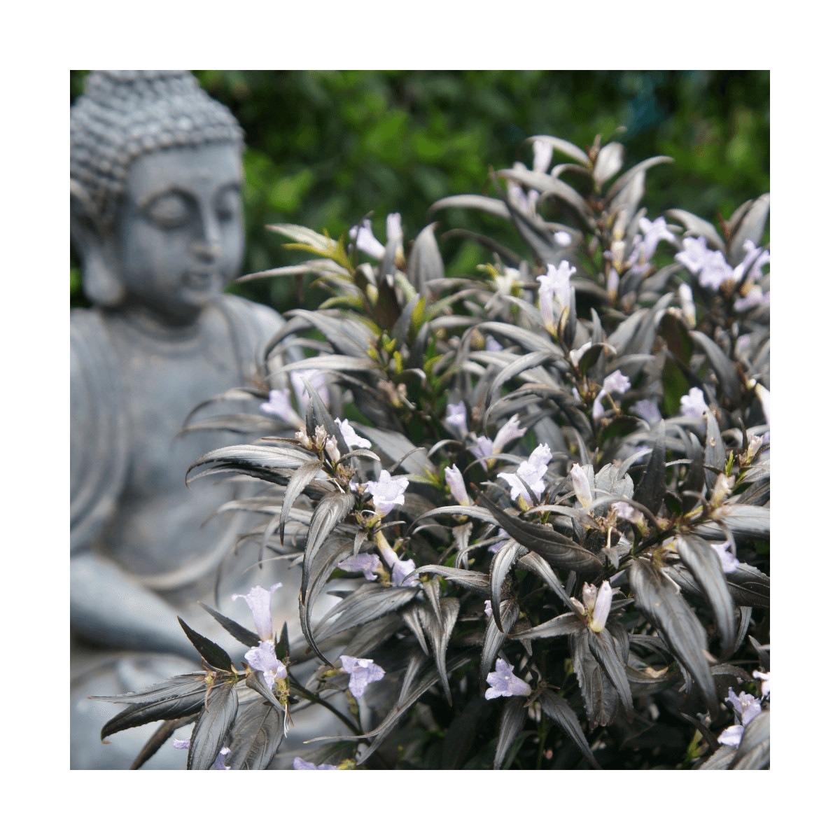 Strobilanthes Brunetthy® - SILENCE, ça pousse ! Strobilanthes Brunetthy® - SILENCE, ça pousse !