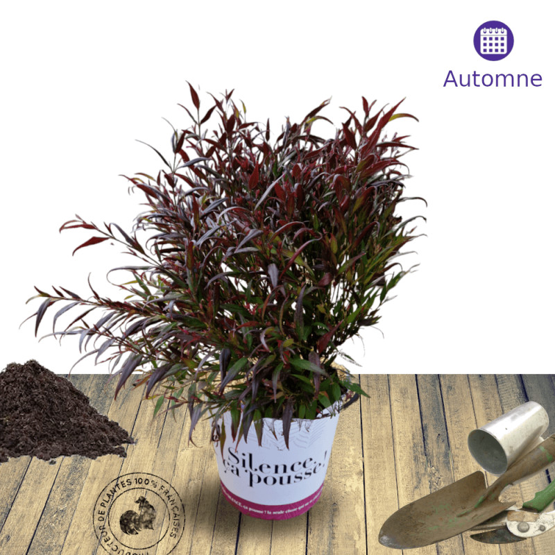 Strobilanthes Brunetthy® - SILENCE, ça pousse !