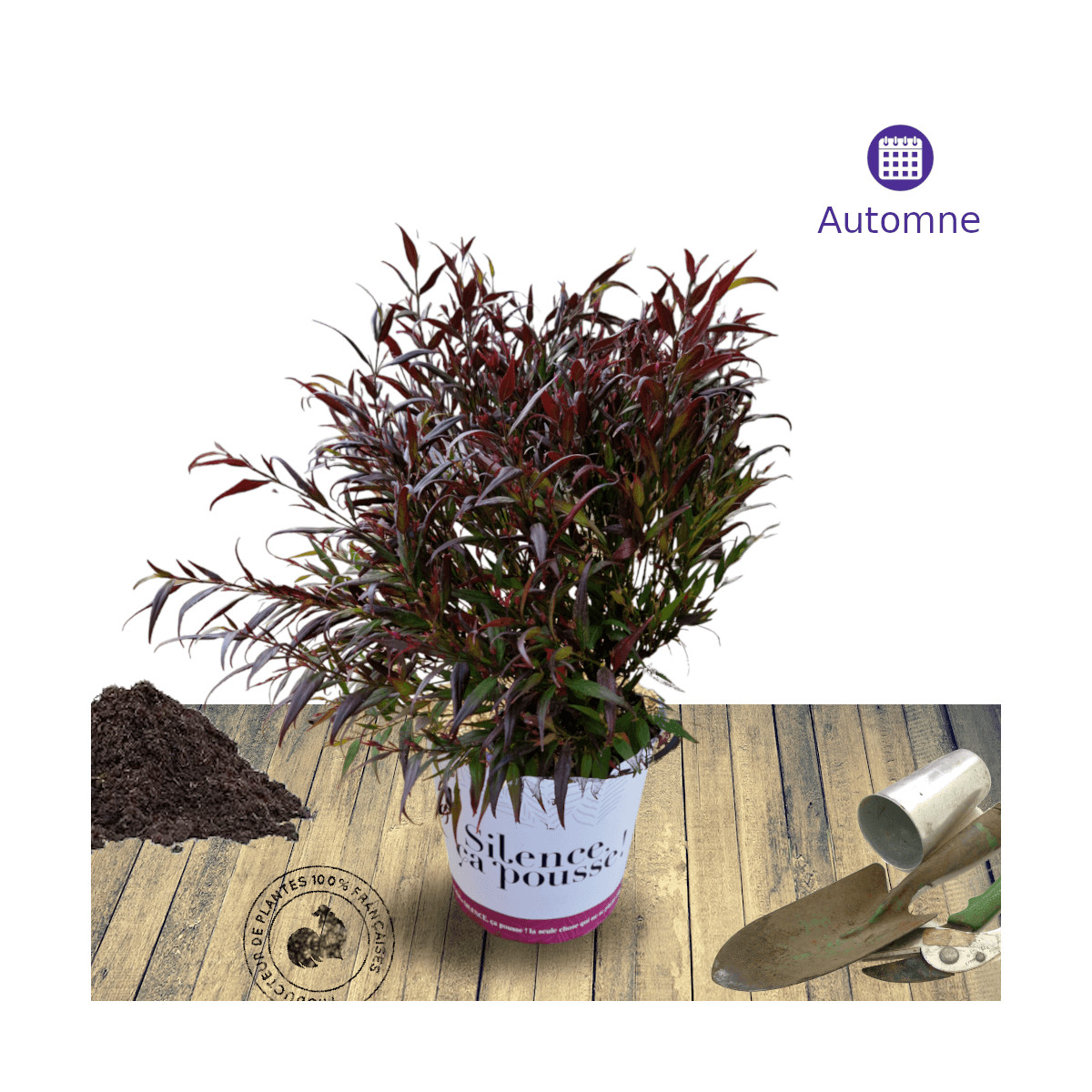 Strobilanthes Brunetthy® - SILENCE, ça pousse ! Strobilanthes Brunetthy® - SILENCE, ça pousse !