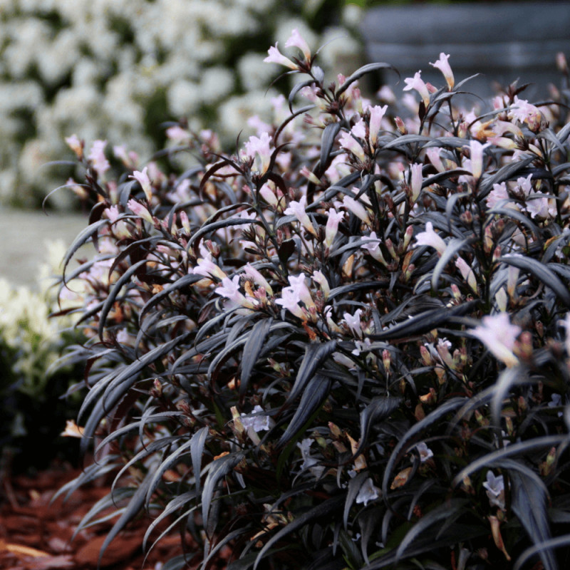 Strobilanthes Brunetthy® - SILENCE, ça pousse !