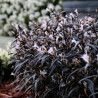 Strobilanthes Brunetthy® - SILENCE, ça pousse !